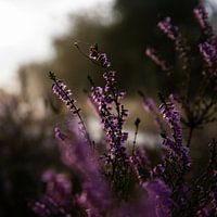 Blühendes violettes Heidekraut