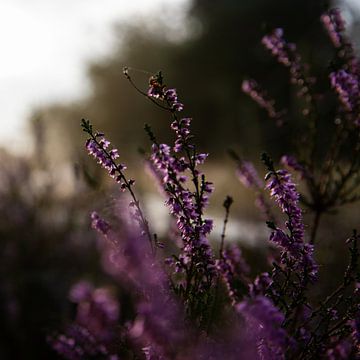 Paarse heide in bloei van Fenneke Visscher