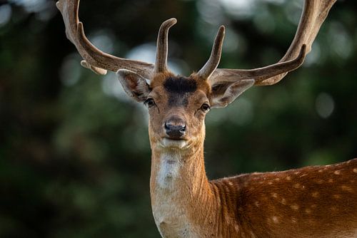 Fallow deer in the wild (Netherlands)