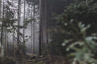 mist in het bos van Stefan den Engelsen thumbnail
