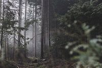 mist in het bos