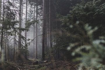 mist in het bos van Stefan den Engelsen