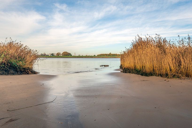 Vergilbtes Schilf am Ufer des Lek, Streefkerk von Ruud Morijn