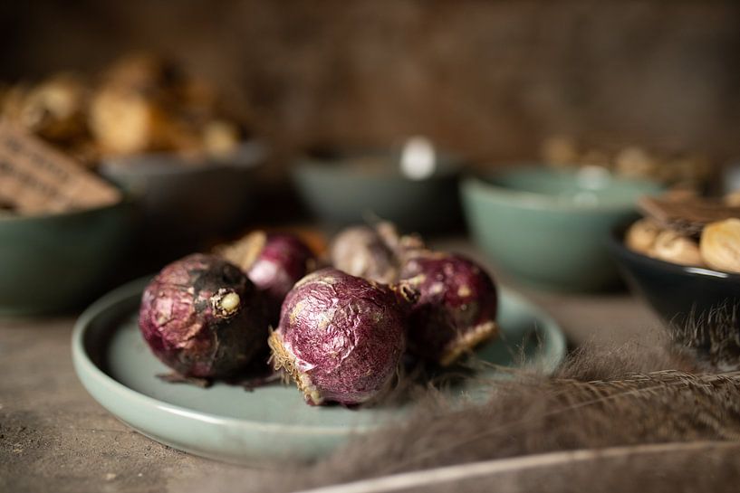 Hyacinth on earthenware bowl | fine art still life color photography | print wall art by Nicole Colijn