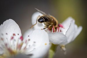 Biene auf Birnenblüte von Arjan Boer