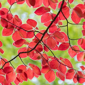 feuilles rouges et vertes au printemps sur Henno Drop