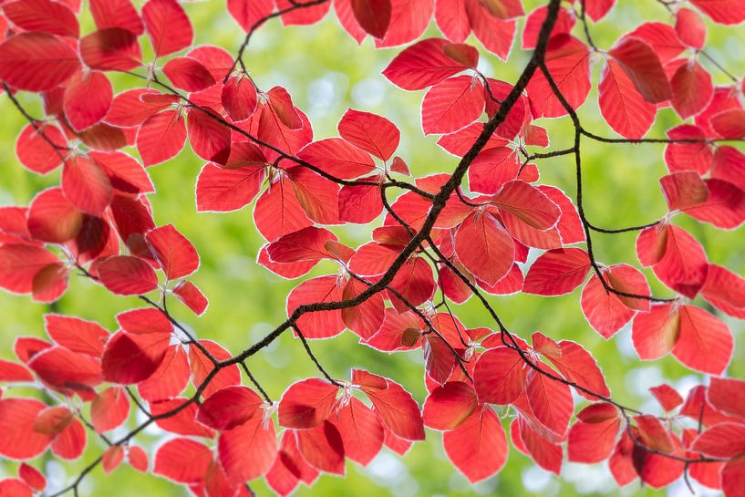 feuilles rouges et vertes au printemps par Henno Drop