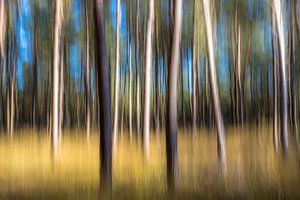 Herfst bos van Richard van den Hoek