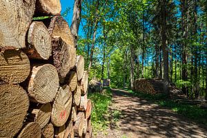 Holzstapel im Nebeldurchbruchstal zwischen Serrahn und Kuchelmiß