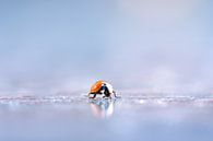 Stronger after falling by Gitta Reiszner thumbnail