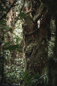 Jungle Oasis - Secrets of the Green - jungle