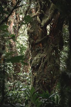 Oerwoud Oase - Geheimen van het Groen - jungle van Femke Ketelaar