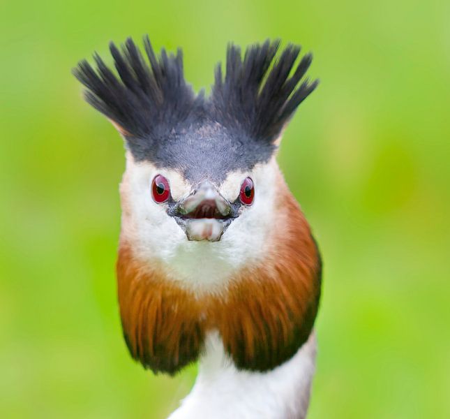 Kopf eines Haubentauchers (Podiceps cristatus ssp. cristatus) von Beschermingswerk voor aan uw muur