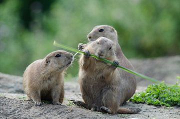 Mittagessen im Tierpark von Arthur Bruinen