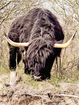 Highlander écossais noir au pâturage