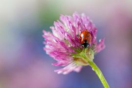 Ladybird on a red clover
