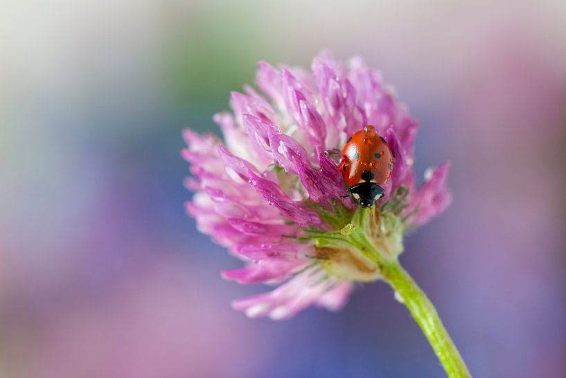 Ladybird on a red clover par Tamara Witjes