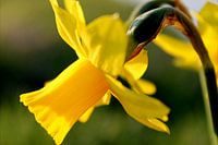 Narcis