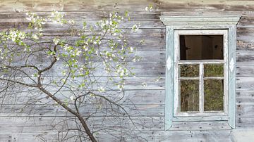 Holzhaus mit blühendem Obstbaum von Hilda Weges