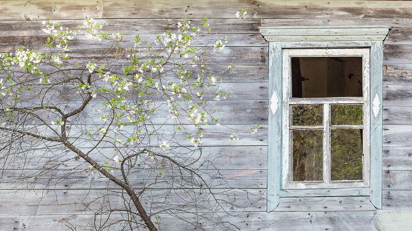 Maison en bois avec arbre fruitier en fleurs par Hilda Weges