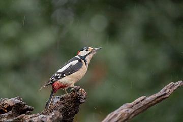 Great spotted woodpecker by Karin van Rooijen Fotografie
