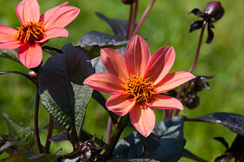 Frühlingsblüte