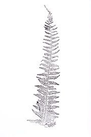 Monoprint Nadelfarn von Jasmin Hilhorst