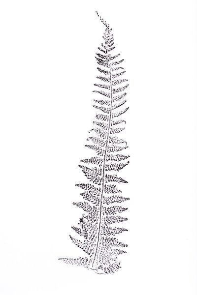 Monoprint Needle fern by Jasmin Hilhorst