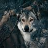 Dans les yeux du loup sur Kim van Beveren
