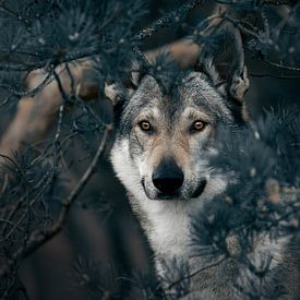 In the eyes of the wolf by Kim van Beveren