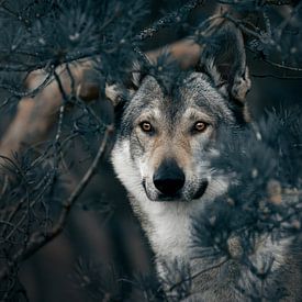 Dans les yeux du loup sur Kim van Beveren