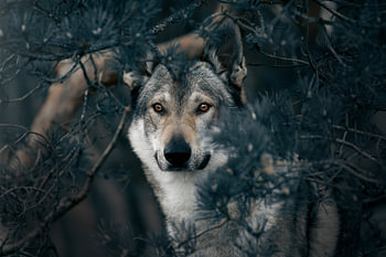 In the eyes of the wolf
