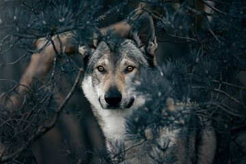 In the eyes of the wolf by Kim van Beveren