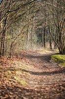 Wandelpad