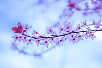 Spring blossom