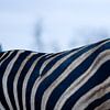 Zebra up close by Jasper van der Meij