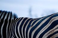 Zebra up close van Jasper van der Meij thumbnail