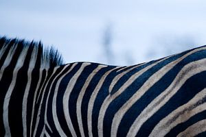 Zebra up close by Jasper van der Meij