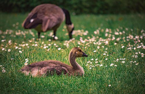 Wilde ganzen, eenden en vogels genieten van de lente op een weelderige groene weide in het kasteelpa