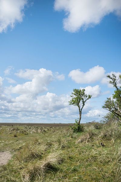 Panorama with tree on Schiermonnikoog by Patrick Verhoef