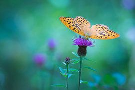 Emperor's mantle by Sander Meertins