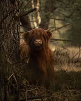 Scottish Highlander calf