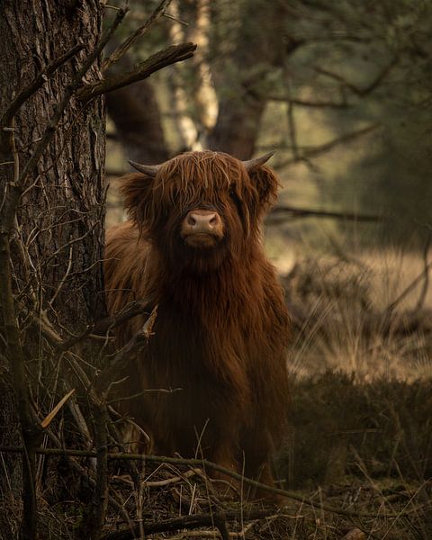 Scottish Highlander calf by Amber Wapstra