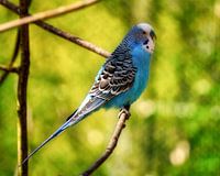 Budgie