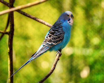 Budgie