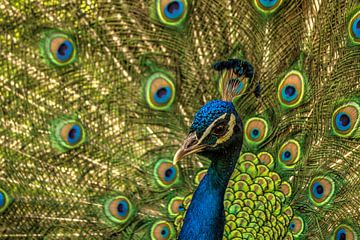 Peacock shows off its tail feathers
