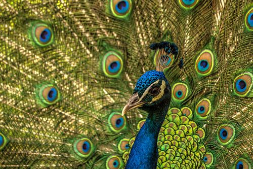 Pfau zeigt sein Schwanzgefieder