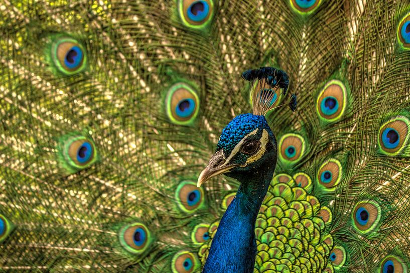 Peacock shows off its tail feathers by Michel Vedder Photography