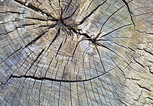 Tranche d'un arbre scié