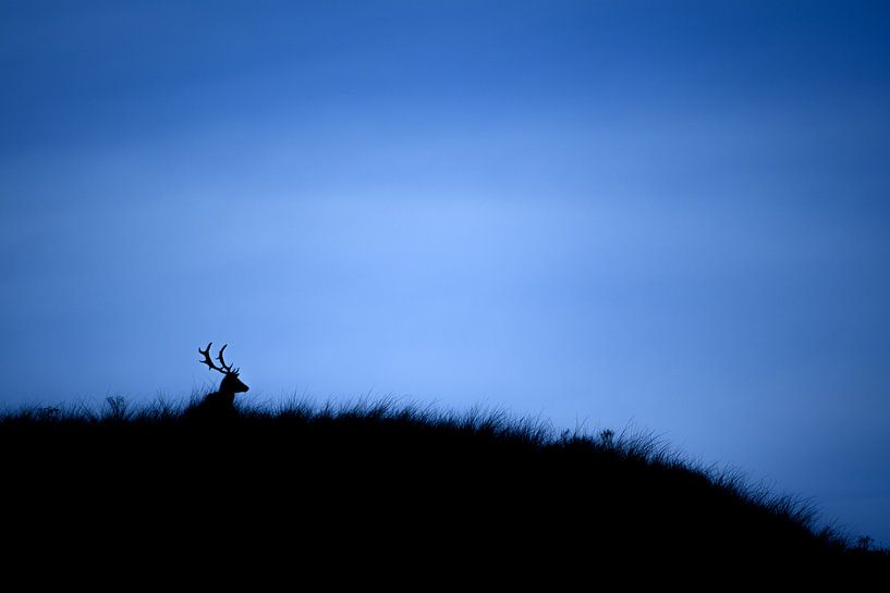 Fallow deer by Andy van der Steen - Fotografie